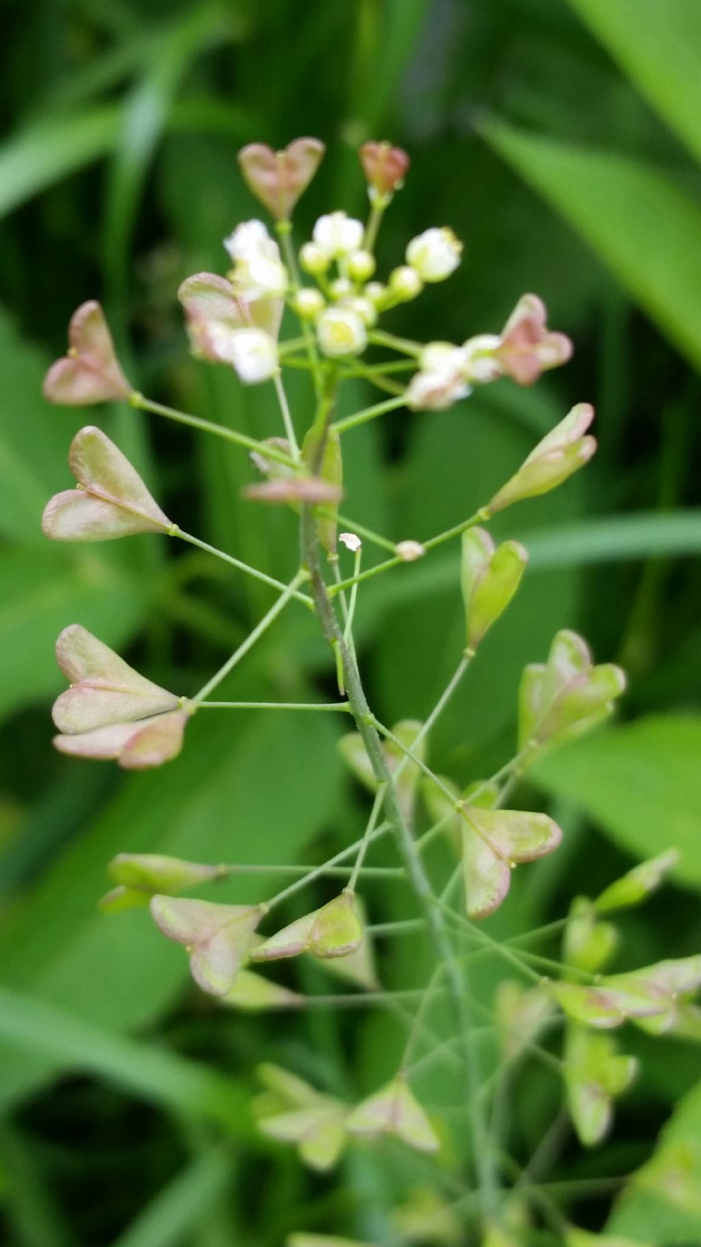 Capsella rubella  (Brassicaceae)